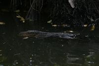 Varanus salvator salvator - Asian Water Monitor