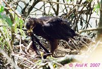 Black Eagle - Ictinaetus malayensis