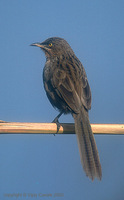 Striated Babbler - Turdoides earlei