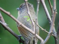 Spectacled Barwing - Actinodura ramsayi