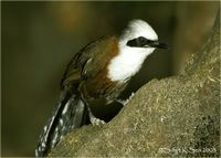 White-crested Laughingthrush - Garrulax leucolophus