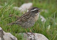 Radde's Accentor - Prunella ocularis