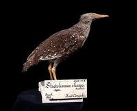 Sharpe's Rail - Gallirallus sharpei