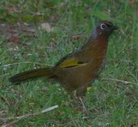 Malay Laughingthrush - Garrulax peninsulae