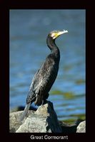 Great Cormorant