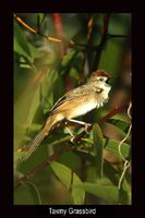 Tawny Grassbird