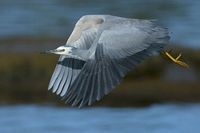 White Faced Heron