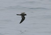 Ashy Storm-Petrel - Oceanodroma homochroa