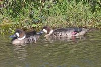 Spectacled Duck - Anas specularis