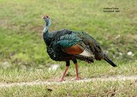 Ocellated Turkey - Meleagris ocellata