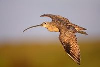 Long-billed Curlew (Numenius americanus) photo