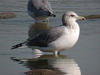 California Gull - Larus californicus