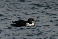 Thick-billed Murre - Uria lomvia