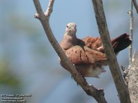 Ruddy Ground-Dove - Columbina talpacoti