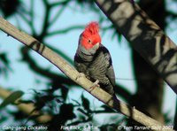 Gang-gang Cockatoo - Callocephalon fimbriatum