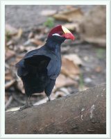 Violet Turaco - Musophaga violacea