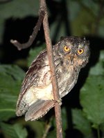 Sulawesi Scops-Owl - Otus manadensis
