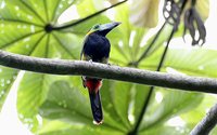 Spot-billed Toucanet - Selenidera maculirostris