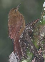 Tyrannine Woodcreeper - Dendrocincla tyrannina