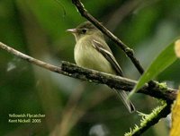 Yellowish Flycatcher - Empidonax flavescens