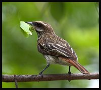 Streaked Flycatcher - Myiodynastes maculatus