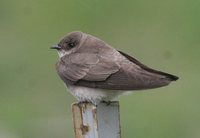 Northern Rough-winged Swallow - Stelgidopteryx serripennis