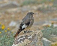 White-winged Redstart - Phoenicurus erythrogaster