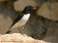 Hume's Wheatear - Oenanthe alboniger