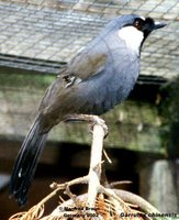 Black-throated Laughingthrush - Garrulax chinensis