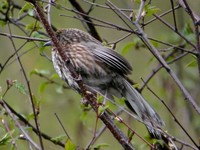 Chinese Babax - Babax lanceolatus