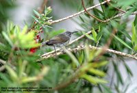 Black-throated Sunbird - Aethopyga saturata