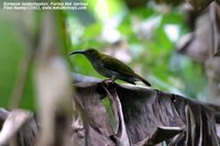 Streaky-breasted Spiderhunter - Arachnothera affinis