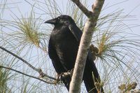 Fish Crow - Corvus ossifragus