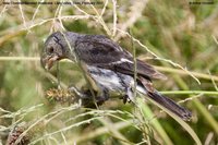 Chestnut-throated Seedeater - Sporophila telasco