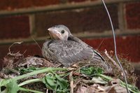 Brown-headed Cowbird - Molothrus ater