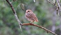 Burrowing Owl Athene cunicularia (seen en-route)