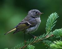 Rubycrowned Kinglet   Baby