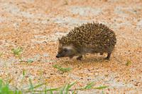 South African Hedgehog (Atelerix frontalis)