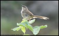 Striated Prinia !