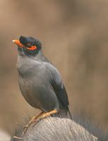 Bank Myna (Acridotheres ginginianus)