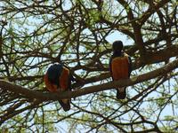 Superb Starling - Lamprotornis superbus