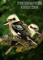 Laughing kookaburras stock photo