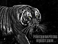 Tiger charging aggresively , Malaysia stock photo