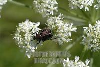 Giant hogweed ( Heracleum mantegazzianum ) and rose chafer ( Cetonia aurata ) stock photo