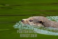 swimming European Otter ( Lutra lutra lutra ) , portrait stock photo