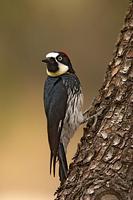 Acorn Woodpecker ( Melanerpes formicivorus ) , Gila National Forest , New Mexico stock photo
