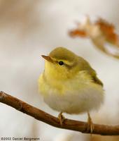 Wood Warbler Phylloscopus sibilatrix