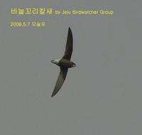 바늘꼬리칼새 White-throated Needle-eailed Swift