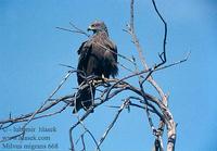 Lunak hnedy (Milvus migrans)