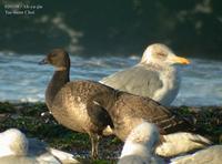 Brent Goose Branta bernicla 흑기러기